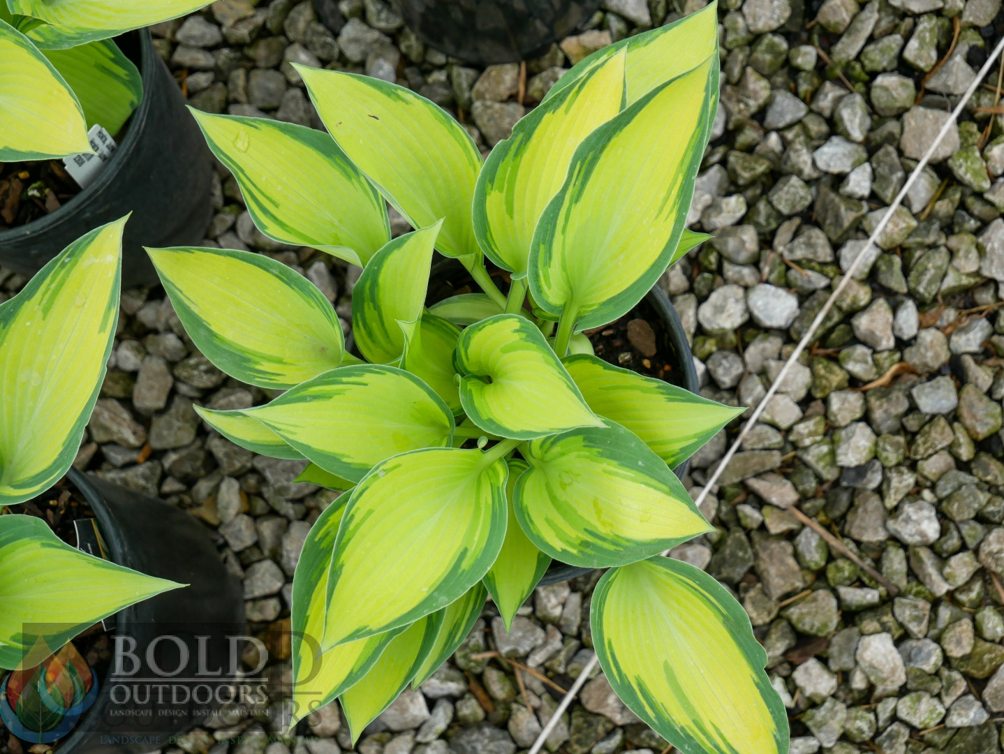 June Hosta