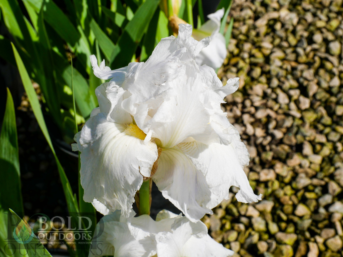 Immortality German Bearded Iris