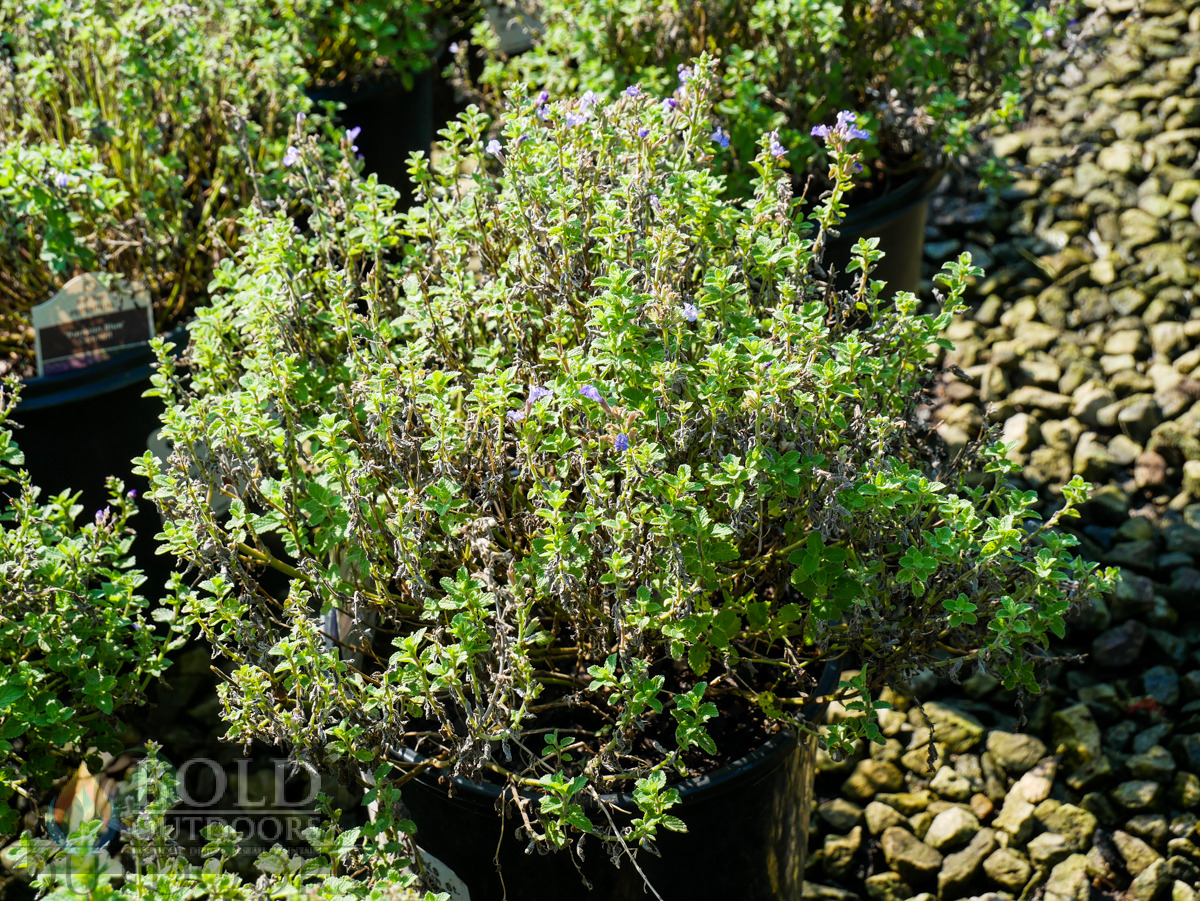 Purrsian Blue Catmint