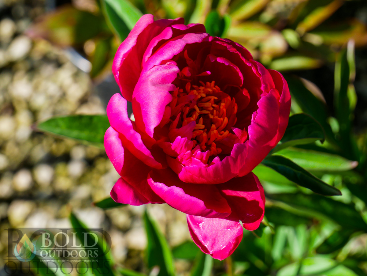 Kansas Peony