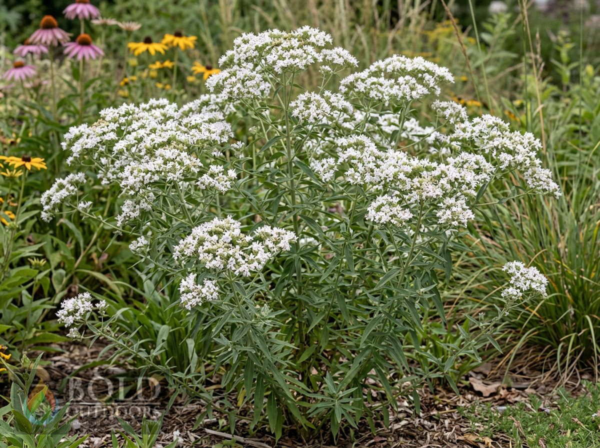 Virginia Mountain Mint