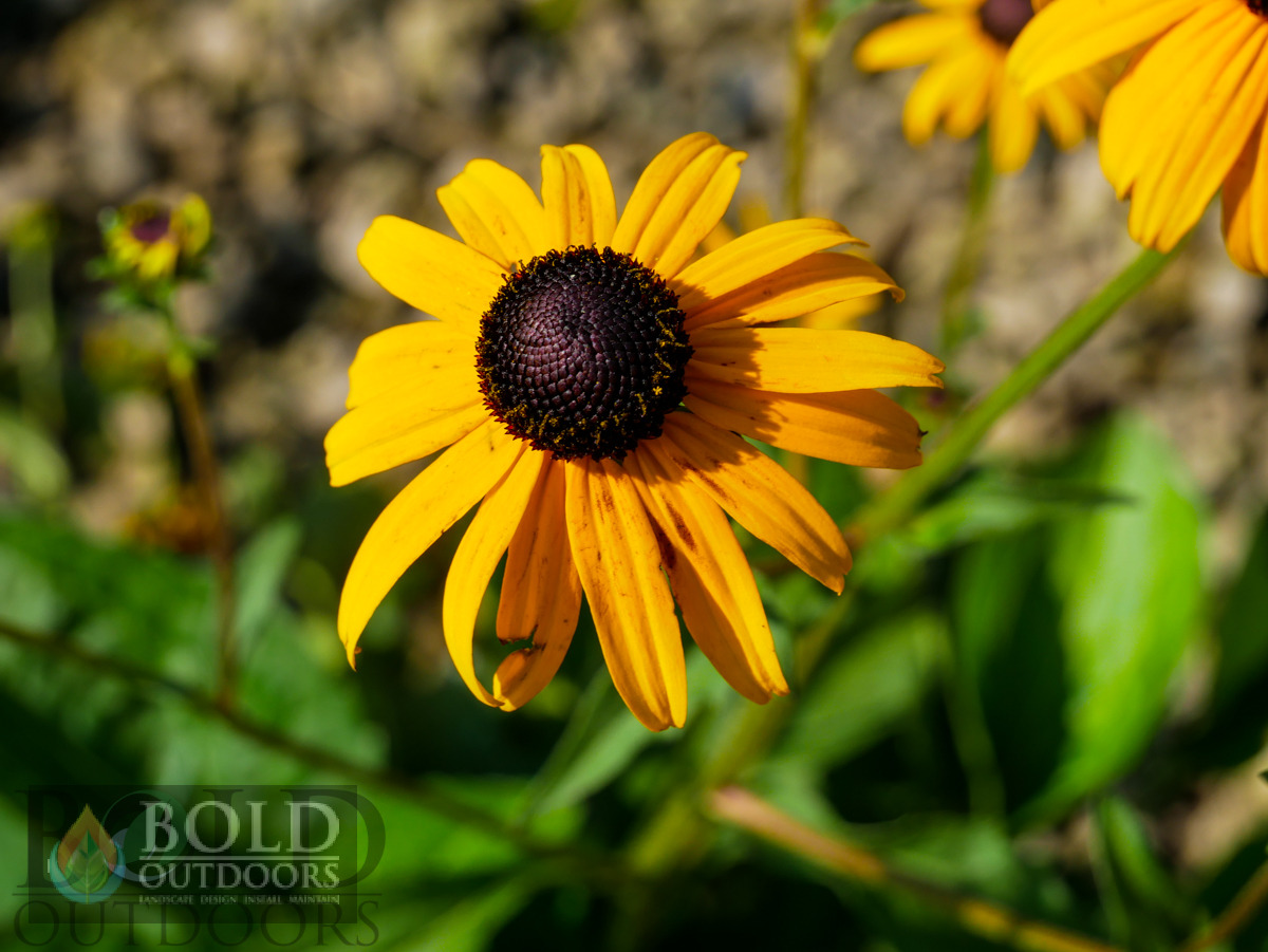 Goldsturm Black-Eyed Susan