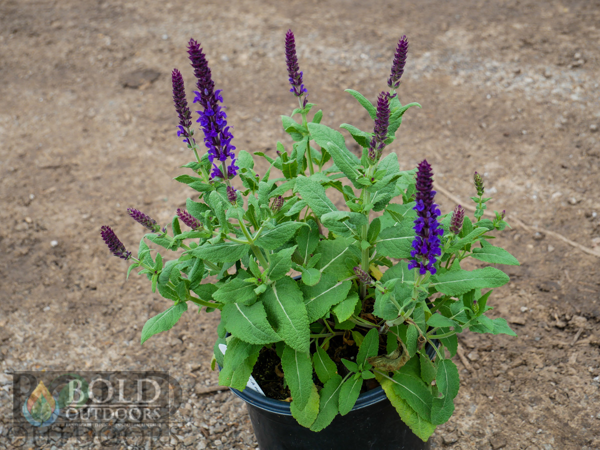 Lyrical™ Blues Salvia