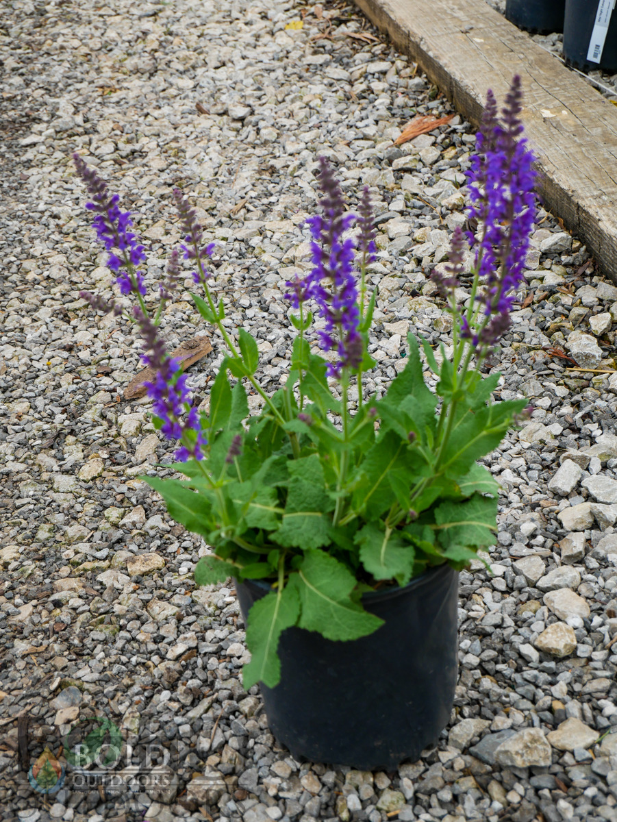 May Night Salvia