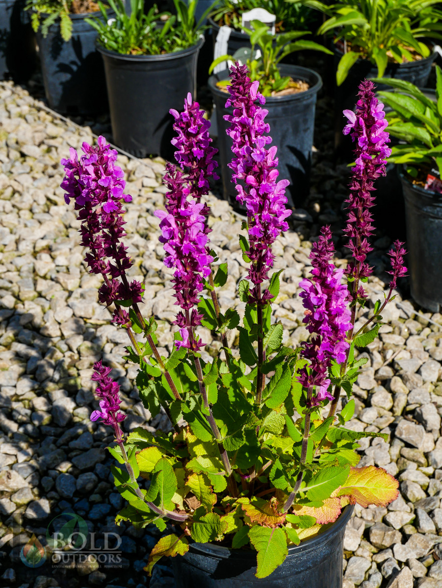 Rose Marvel Salvia