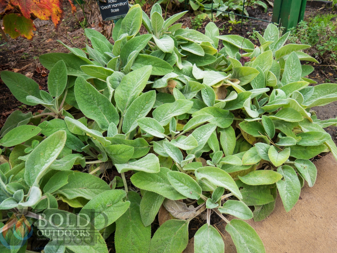 Helene von Stein Lamb's Ear