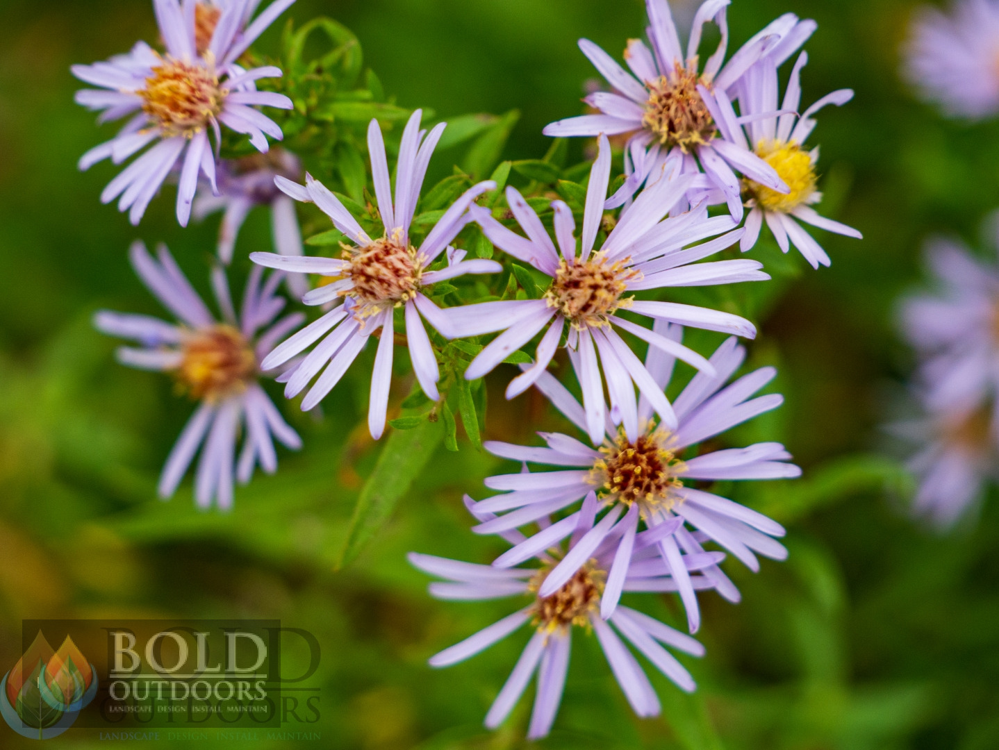 Aromatic Aster
