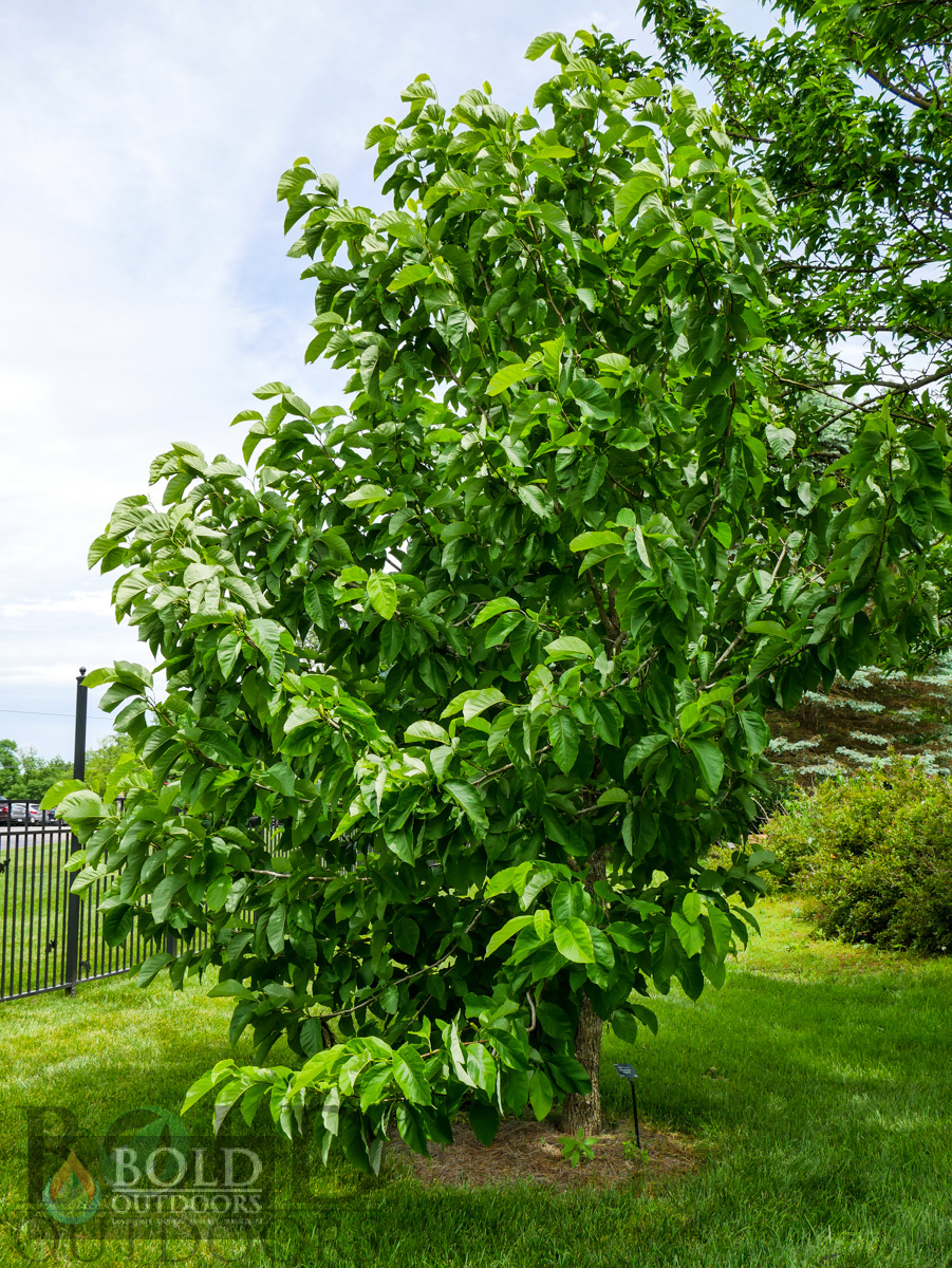 Cucumbertree Magnolia