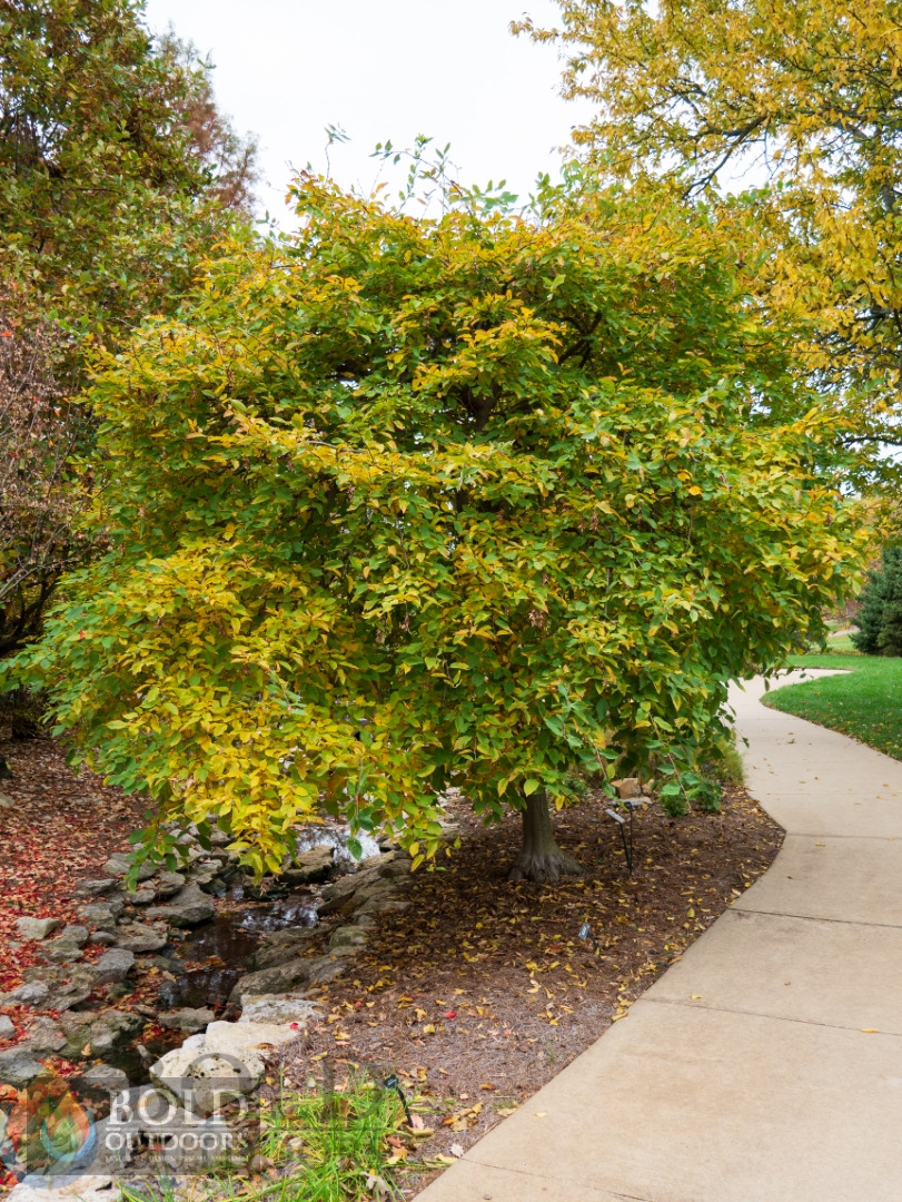 Weeping European Hornbeam