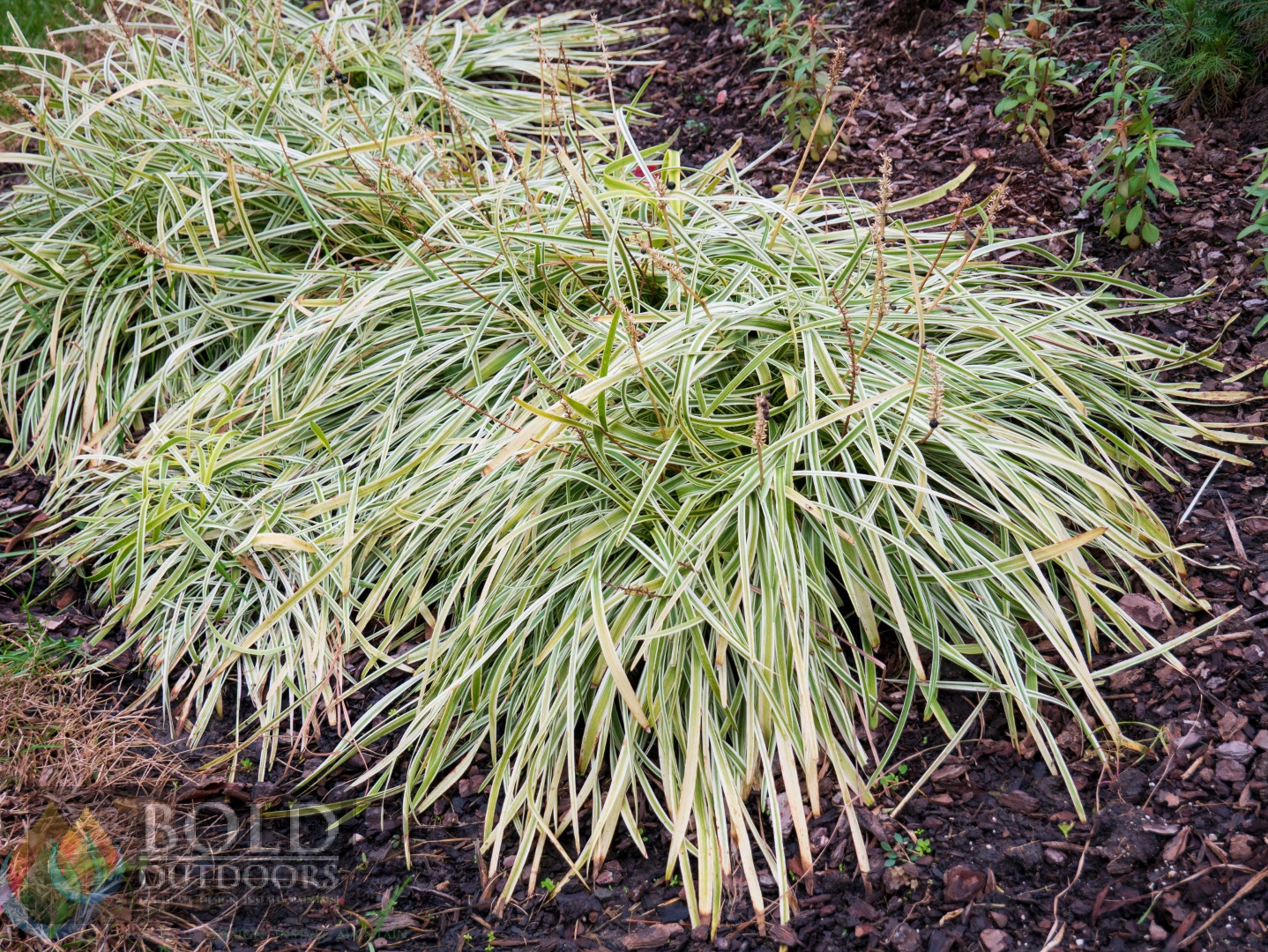 Silver Dragon Liriope