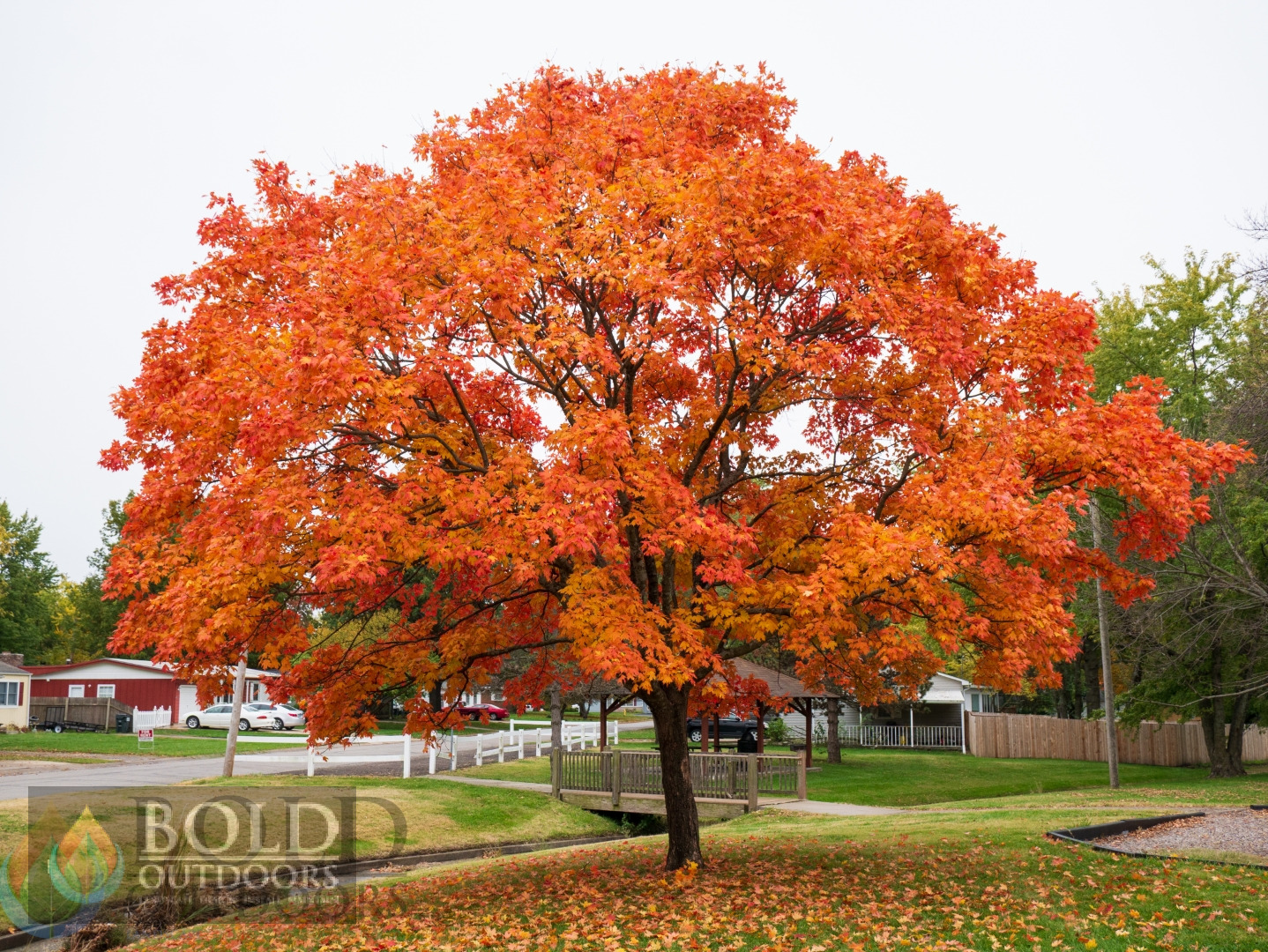 Legacy Sugar Maple