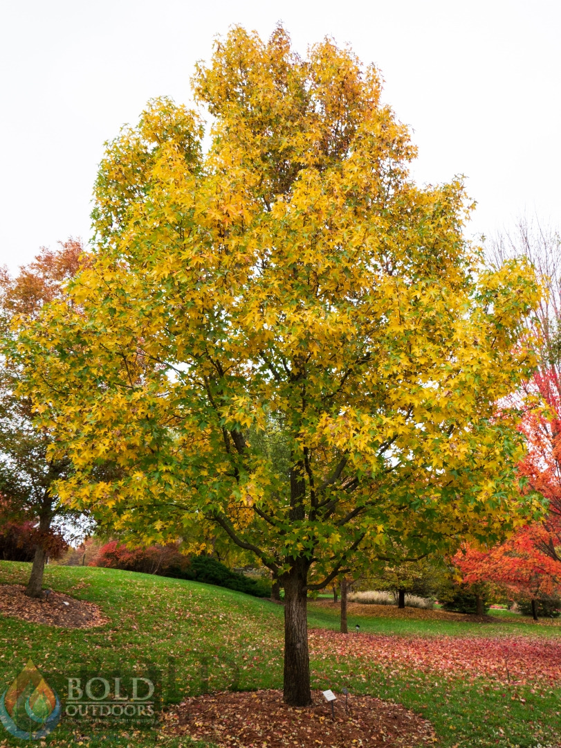 Sweetgum