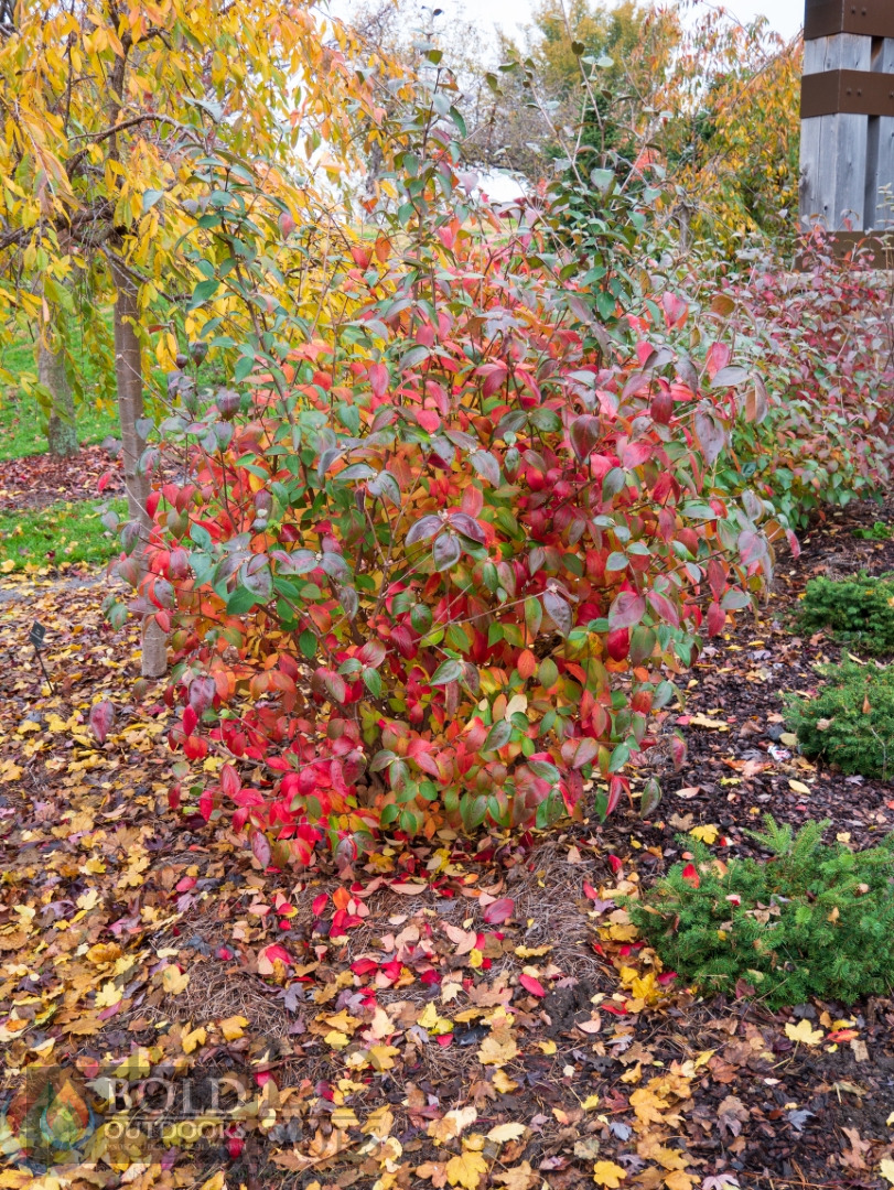 Mohawk Viburnum