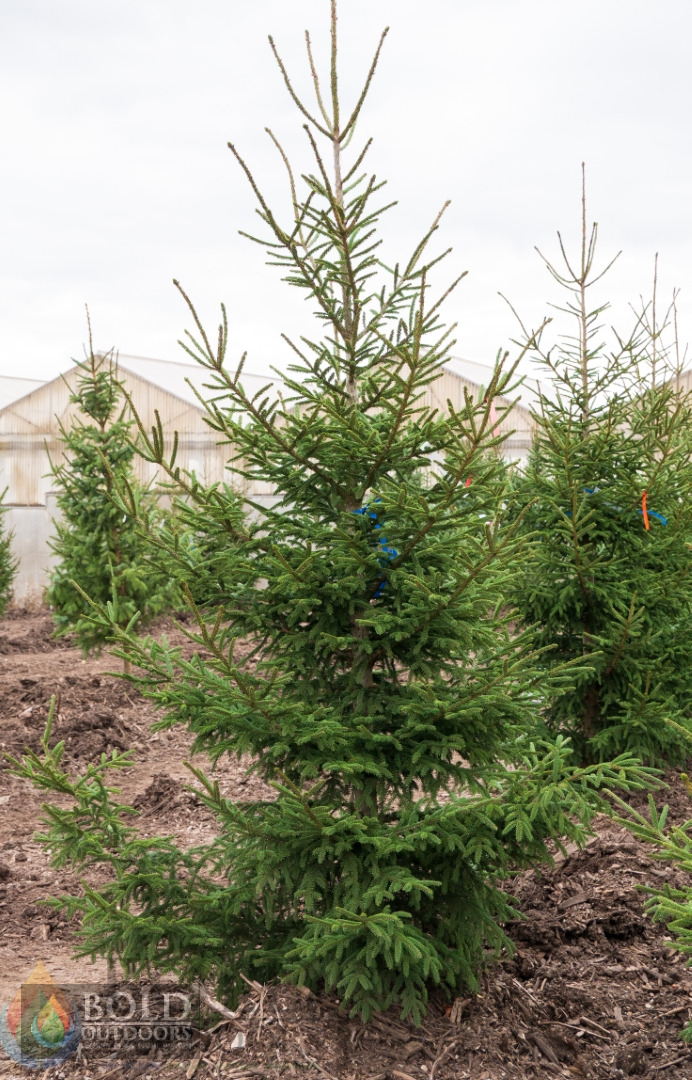Green Knight Oriental Spruce