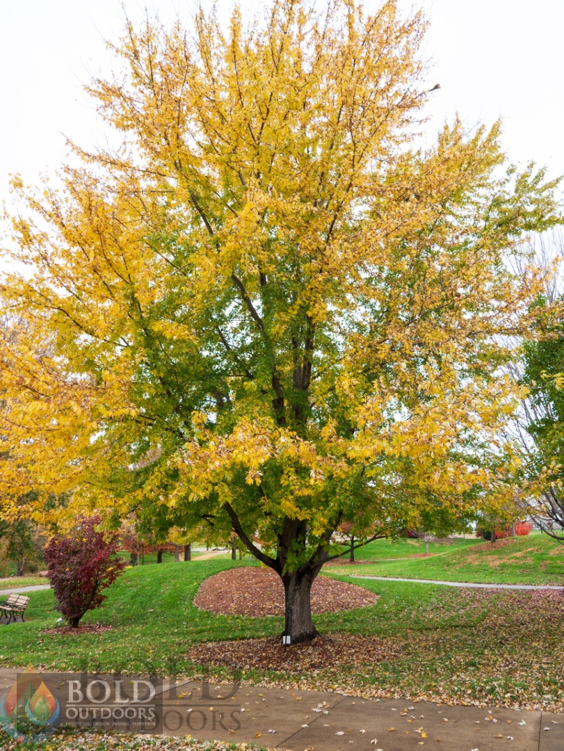 Silver Maple