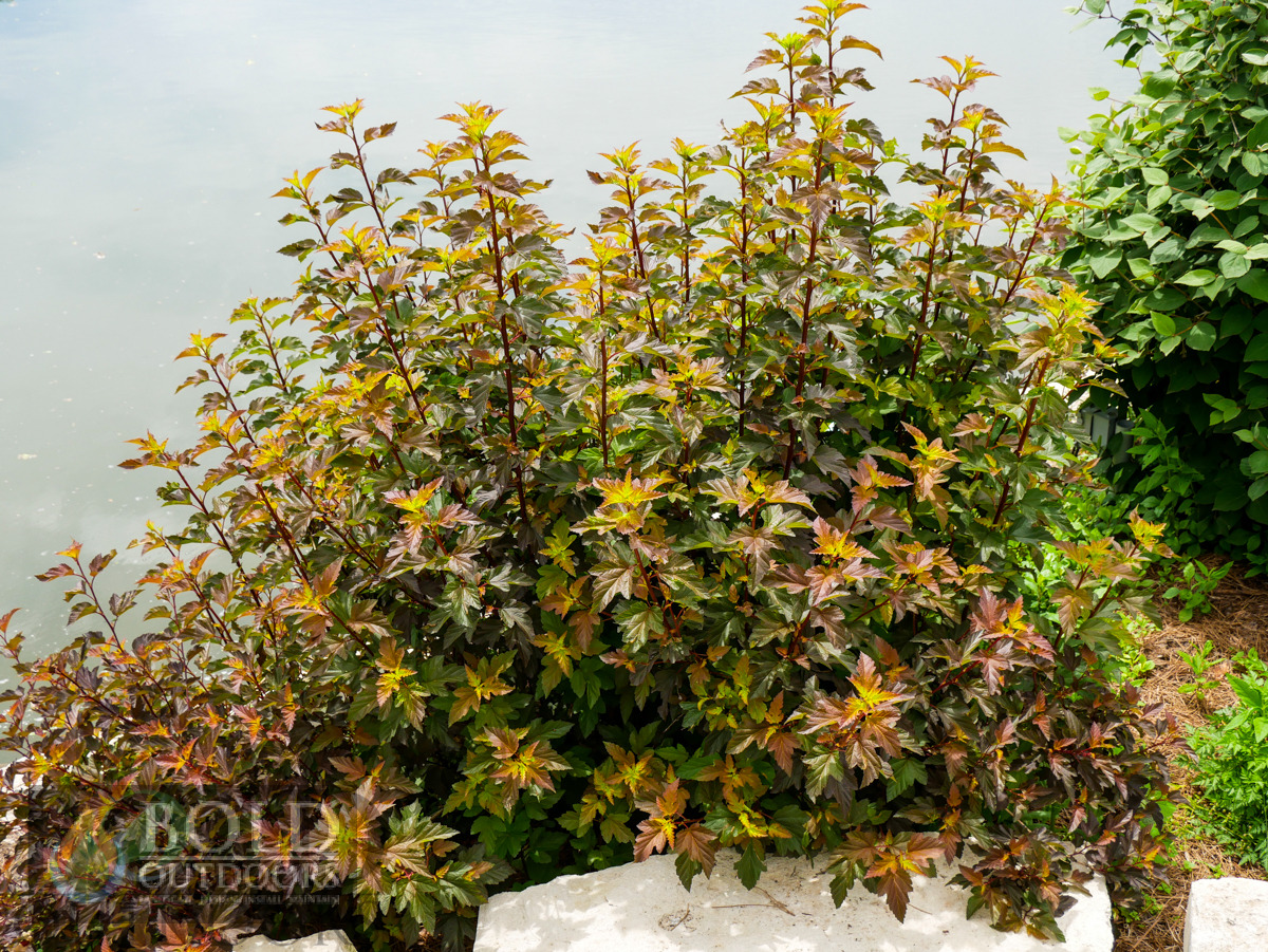 Coppertina ninebark