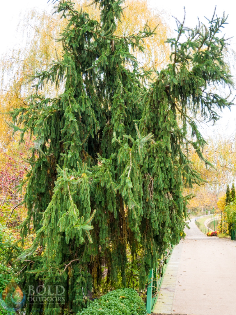 Weeping Norway Spruce