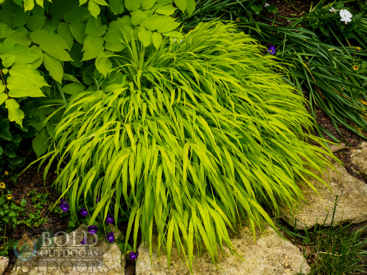 All Gold Japanese Forest Grass