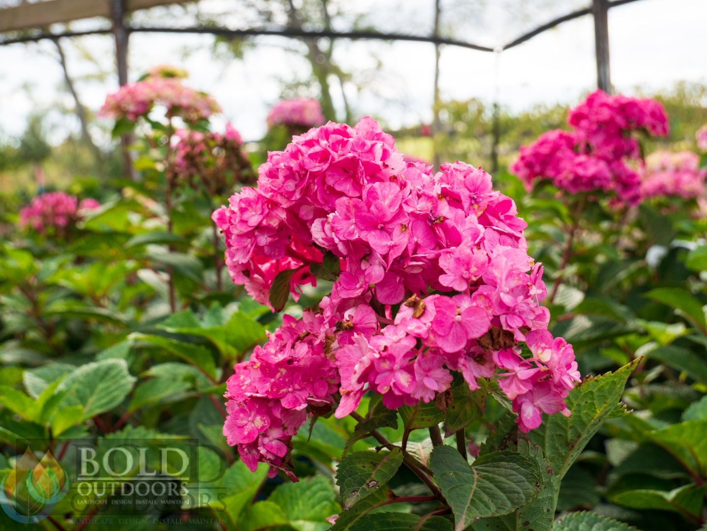 Bloomstruck Endless Summer Hydrangea