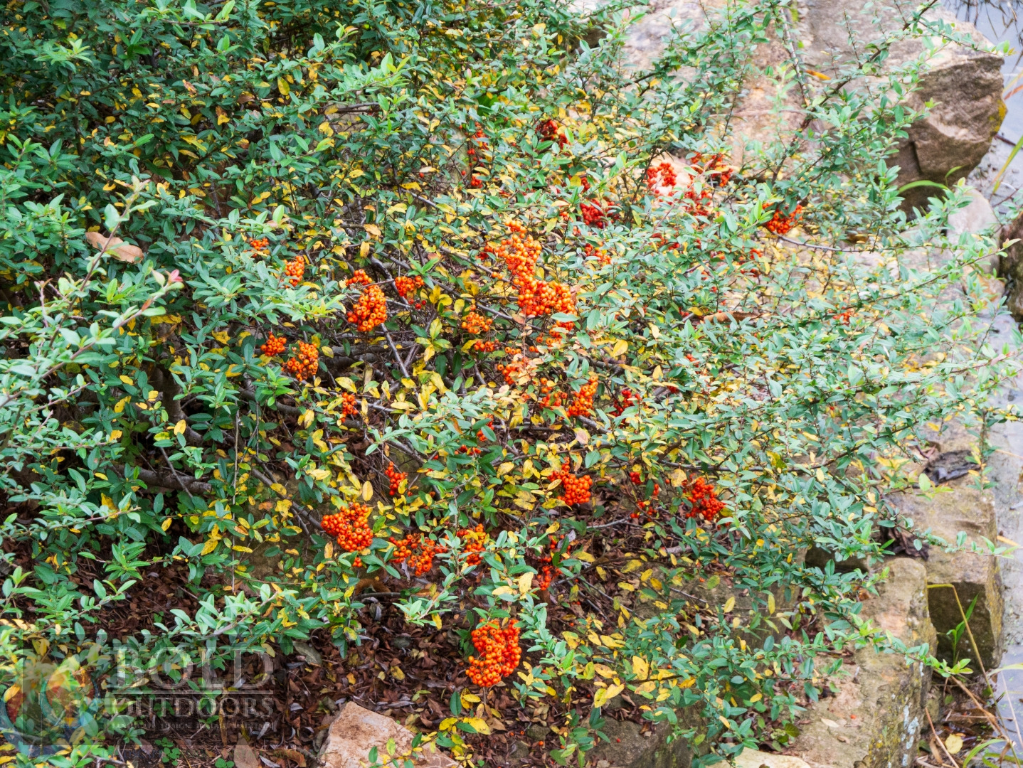 Scarlet Firethorn