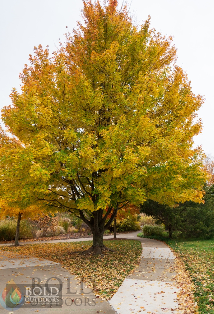 Celebration Maple