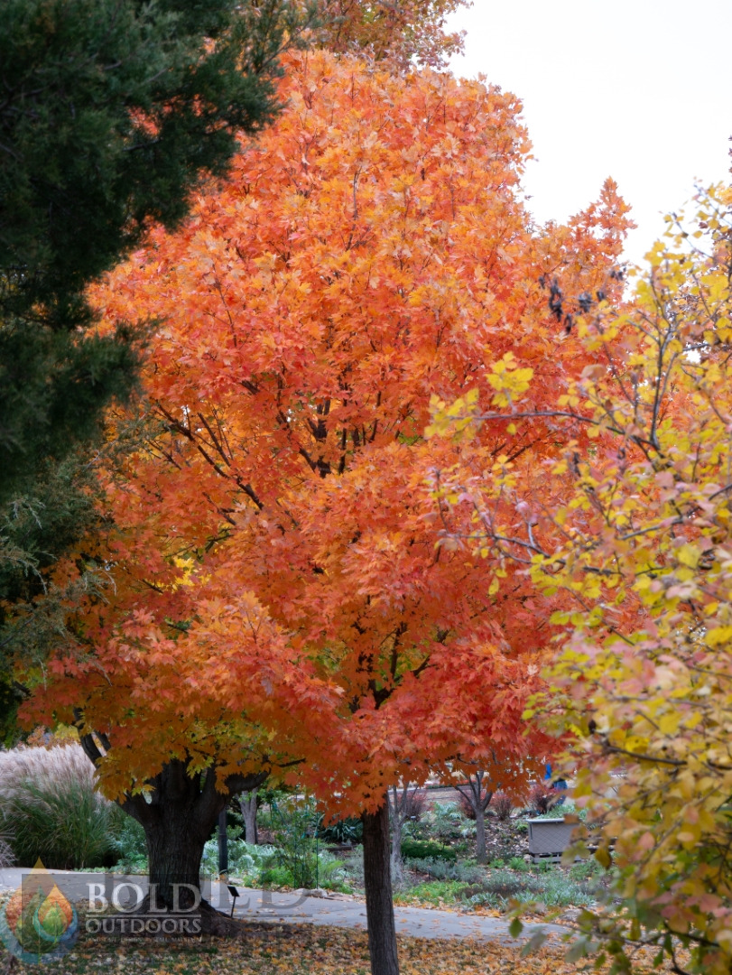 Norway Maple