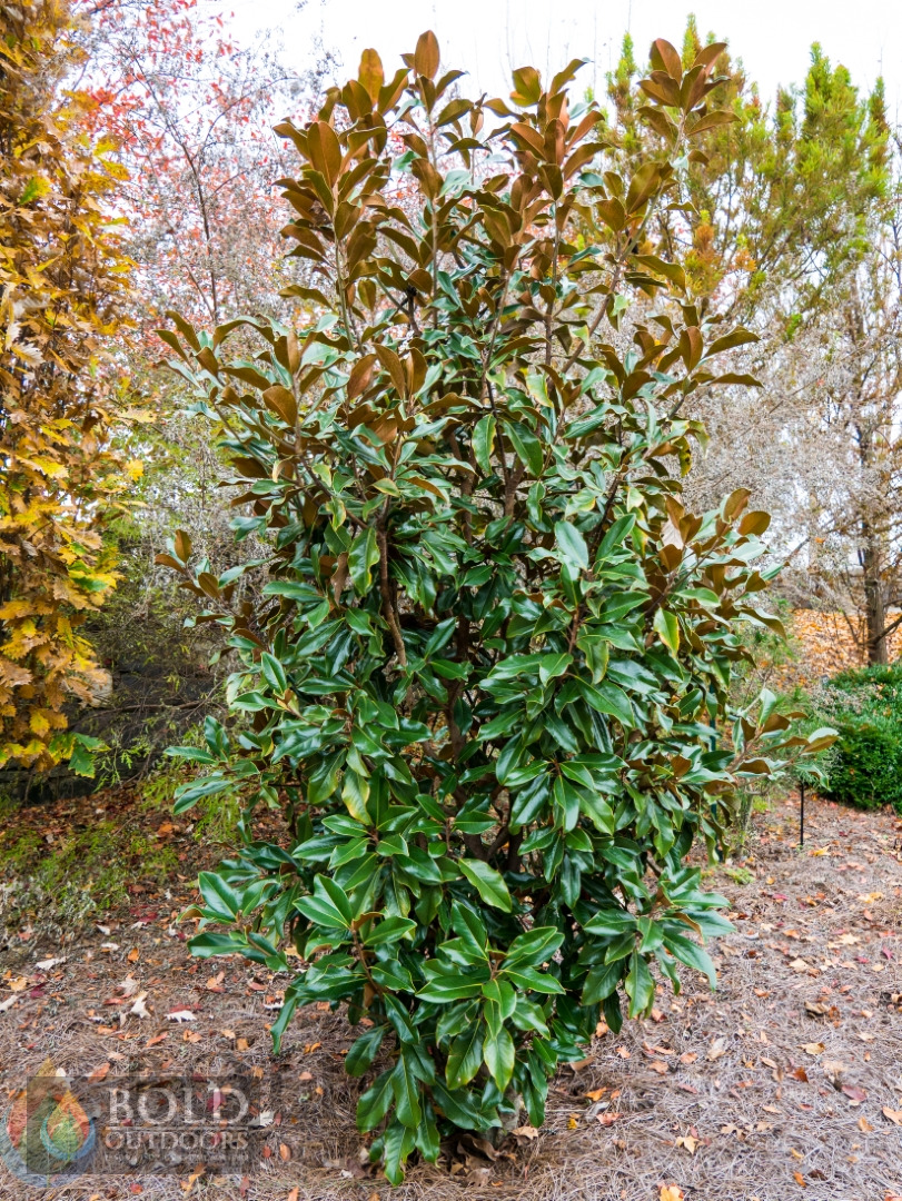 Bracken's Brown Beauty Magnolia