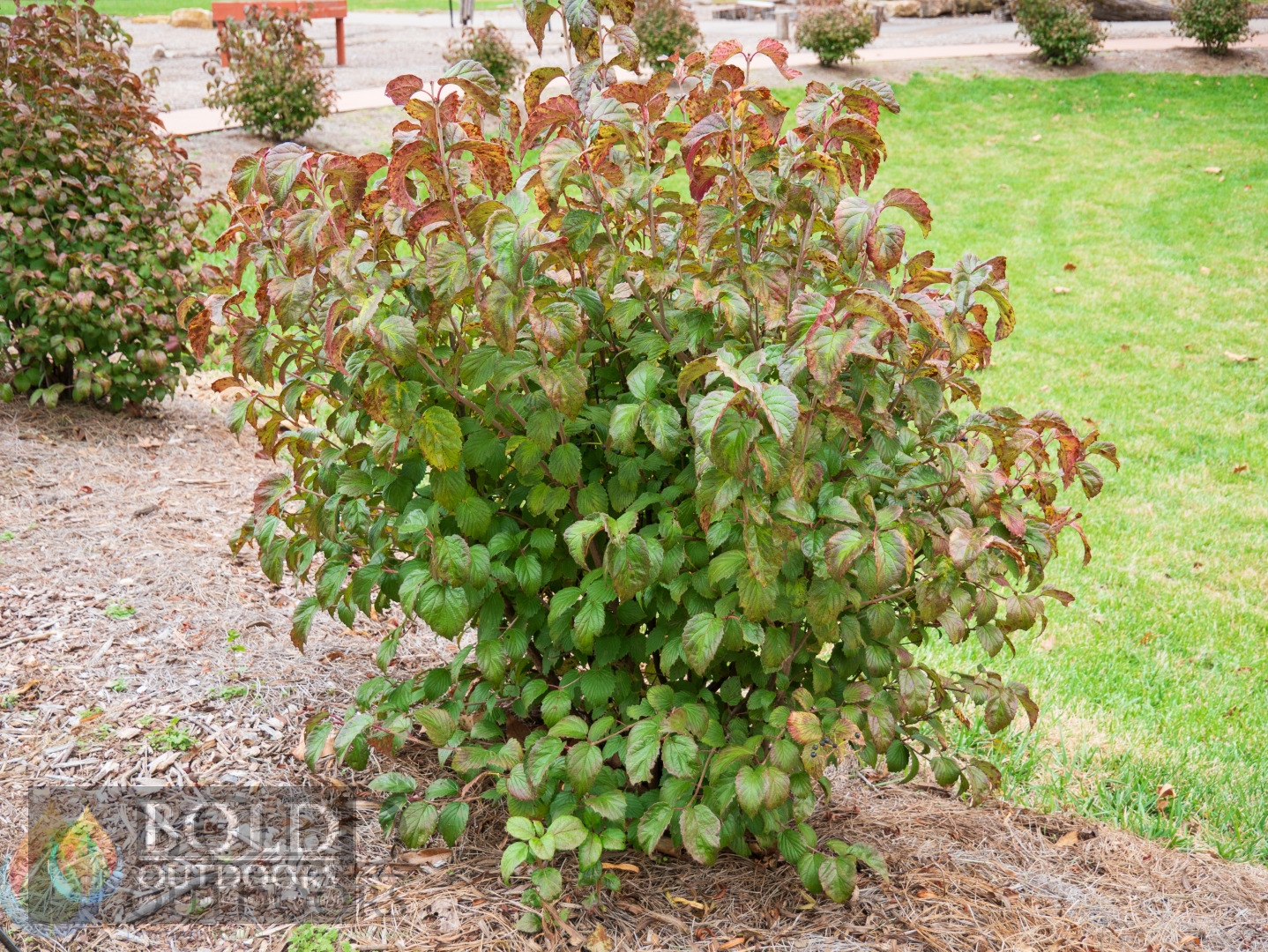 Crimson Tide Viburnum