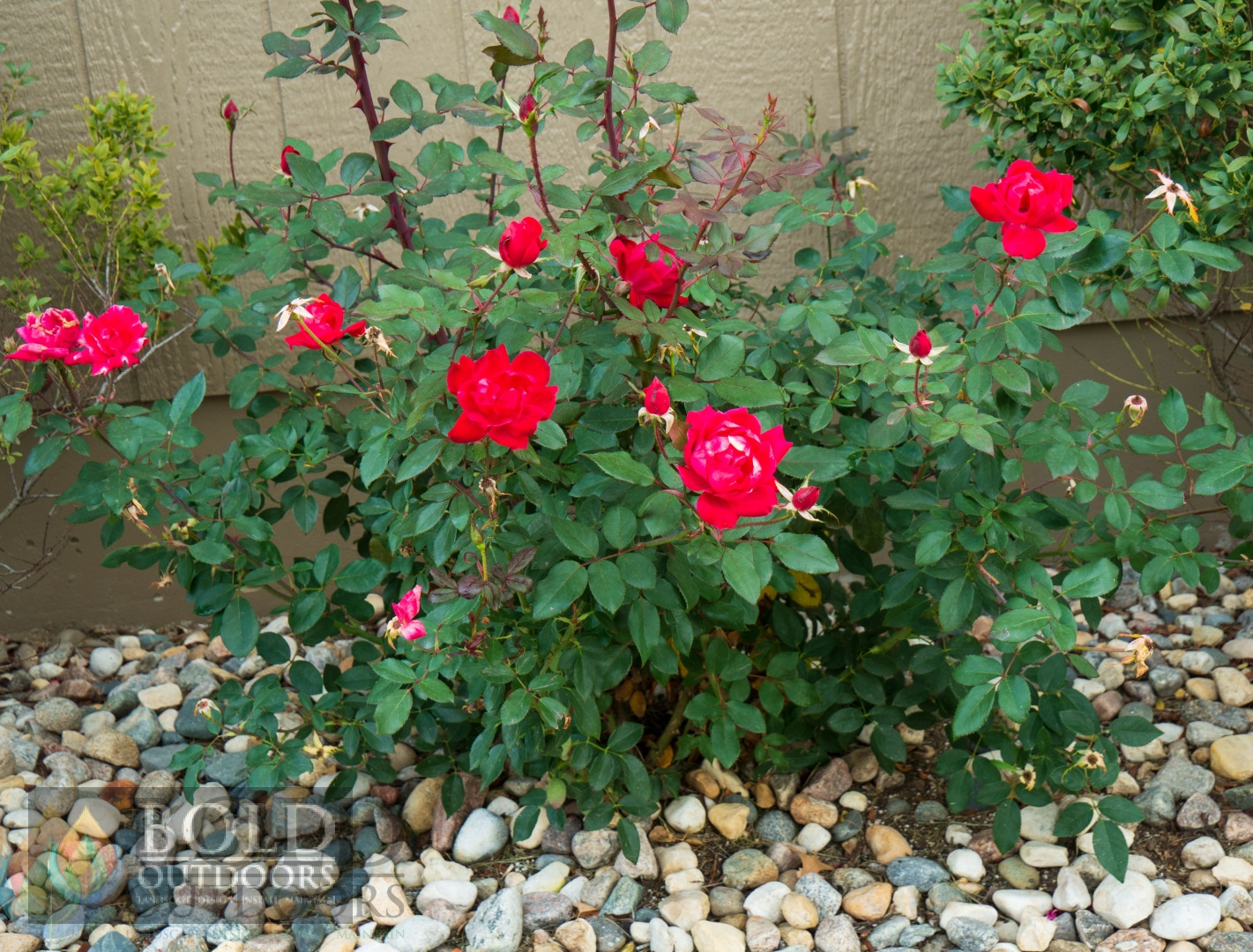 Knock Out Rose