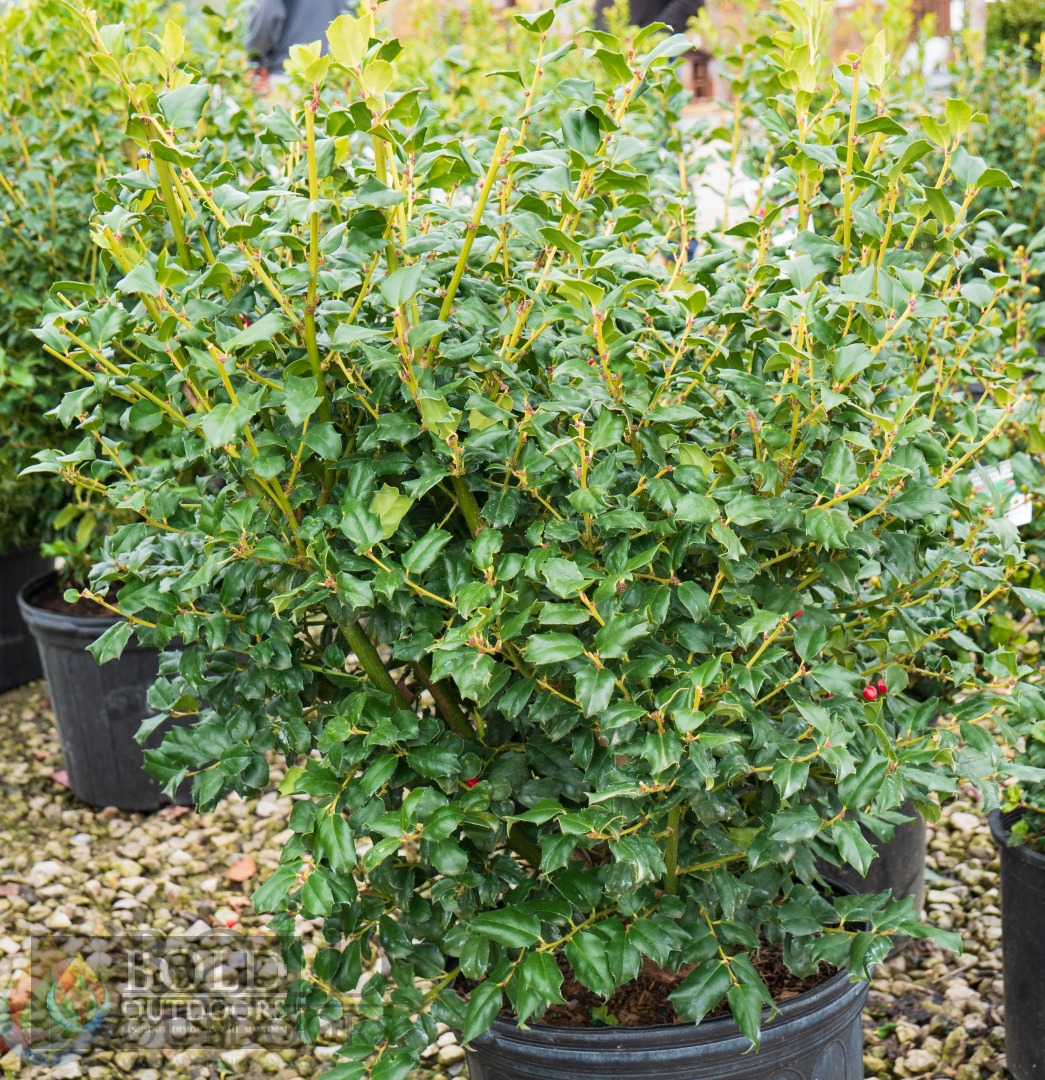 China Girl Holly