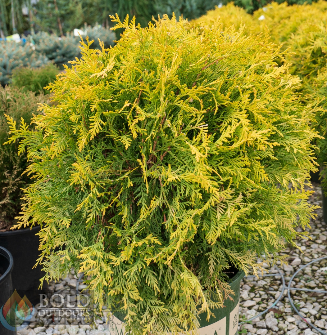 Golden Globe Arborvitae