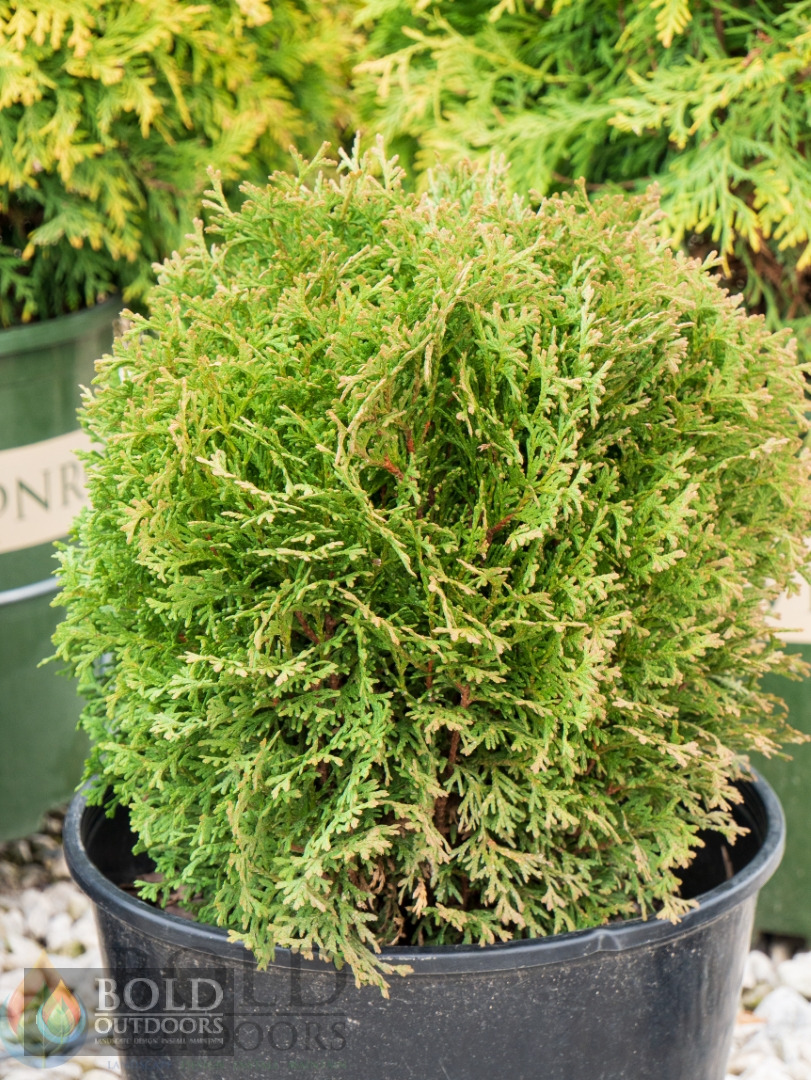 Hetz Midget Arborvitae