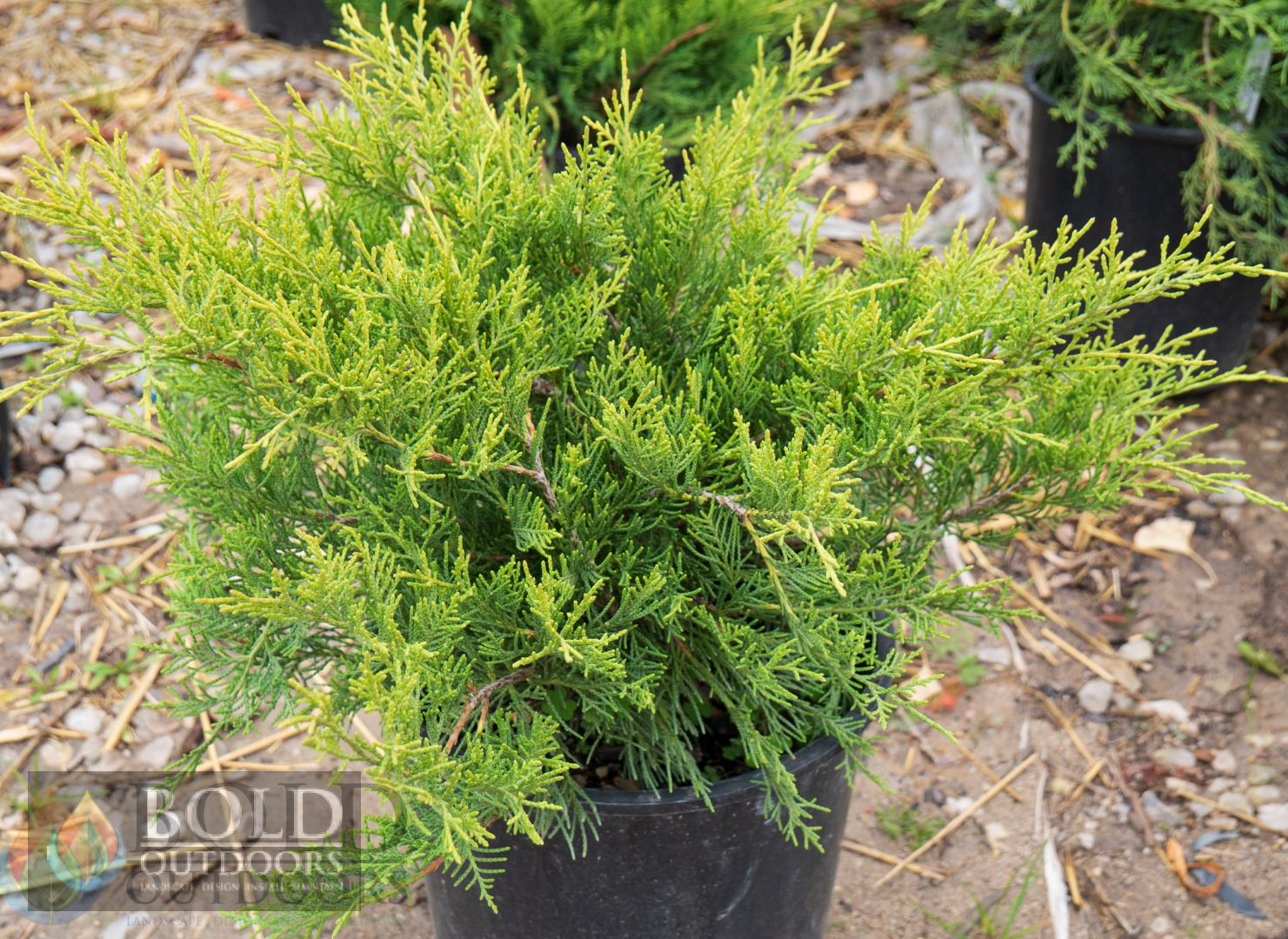 Old Gold Juniper