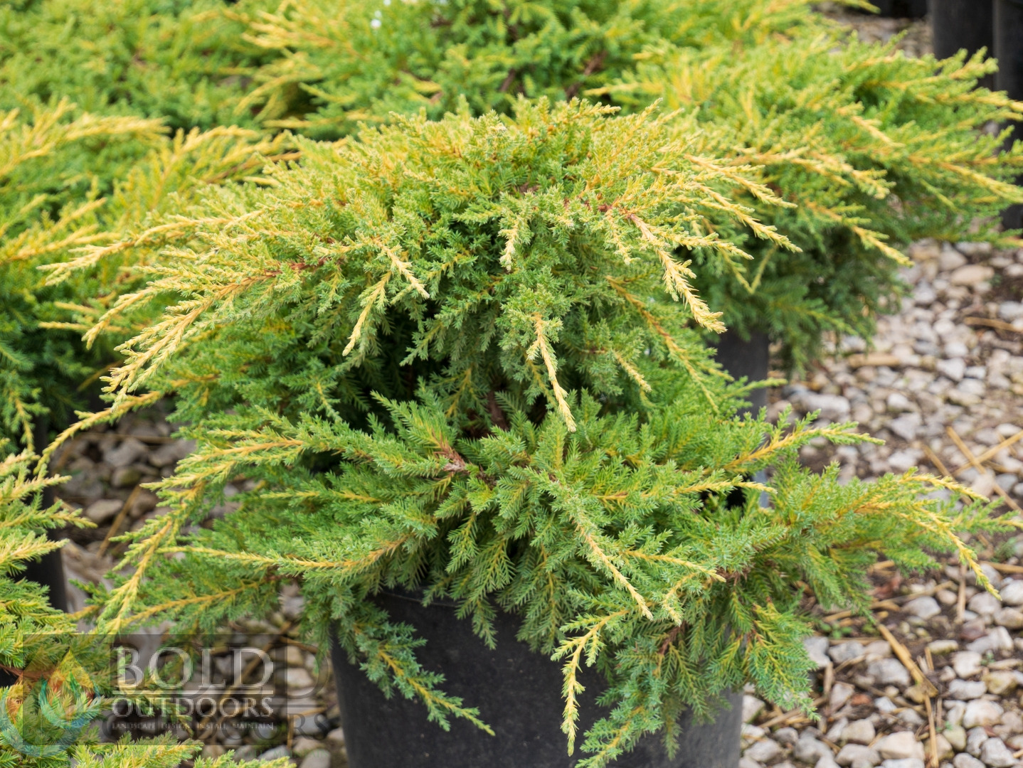 Daub's Frosted Juniper