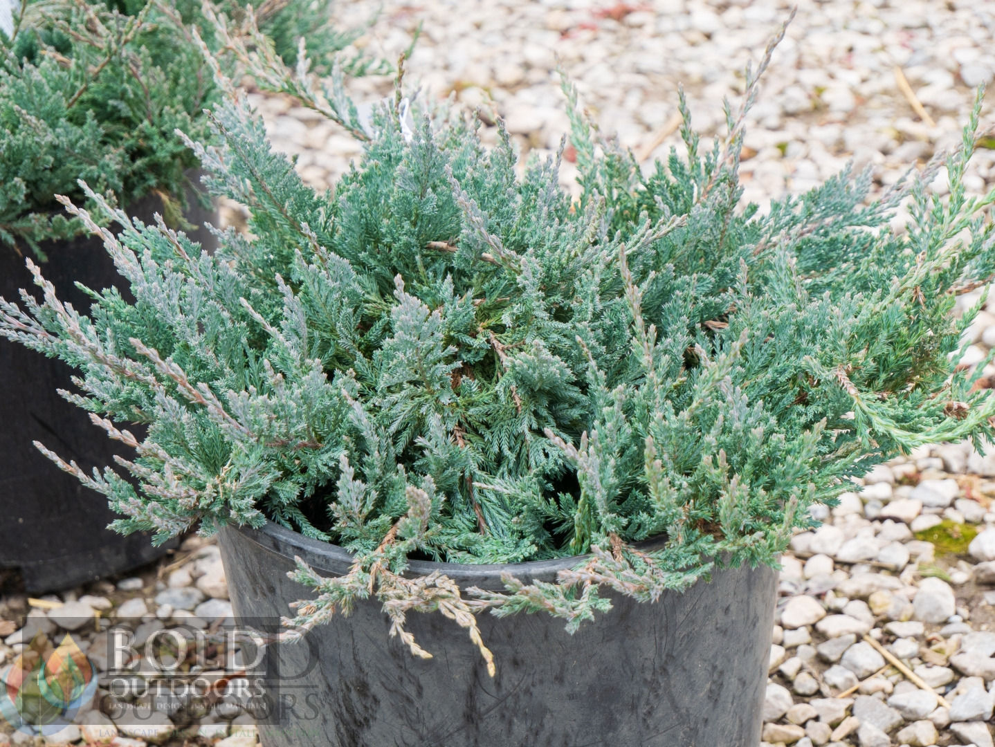 Blue Chip Juniper