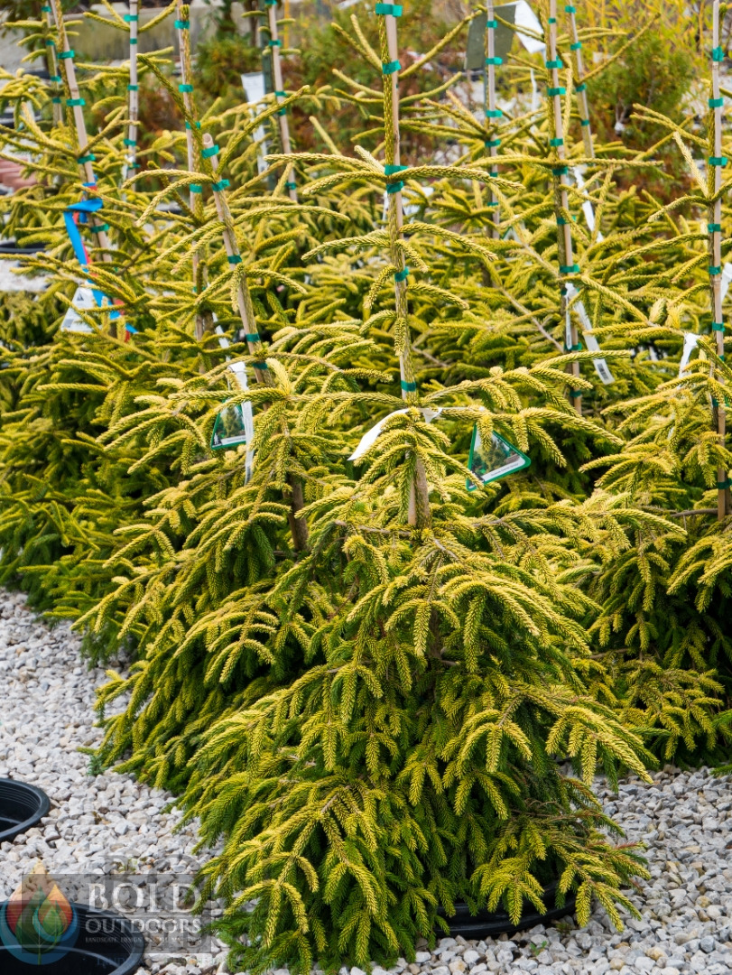 Skylands Oriental Spruce
