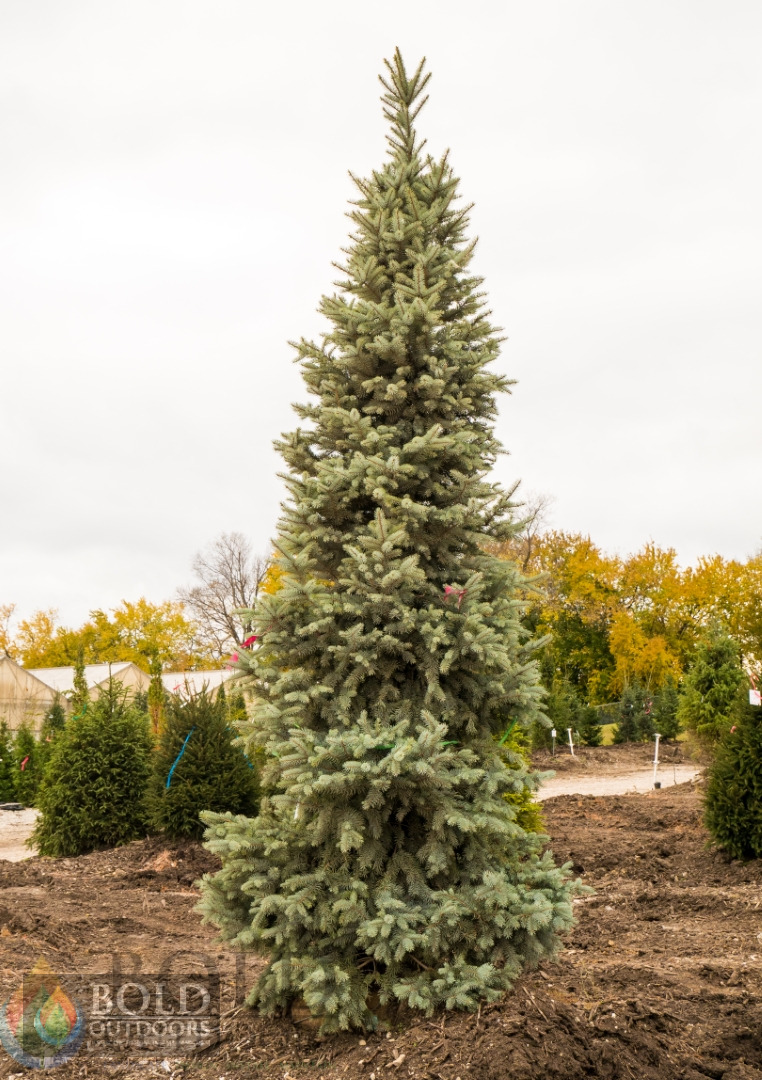 Bacheri Blue Spruce