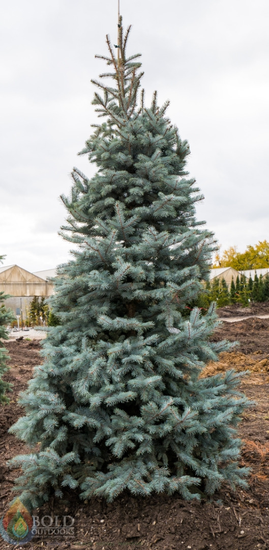 Bizon Blue Spruce