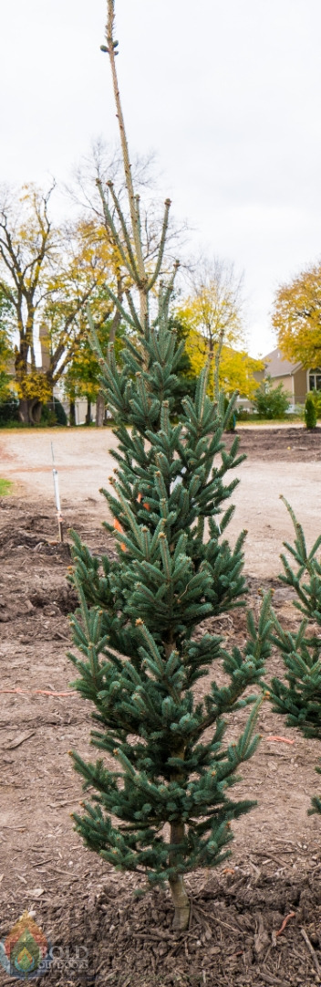 Deer Run Oriental Spruce
