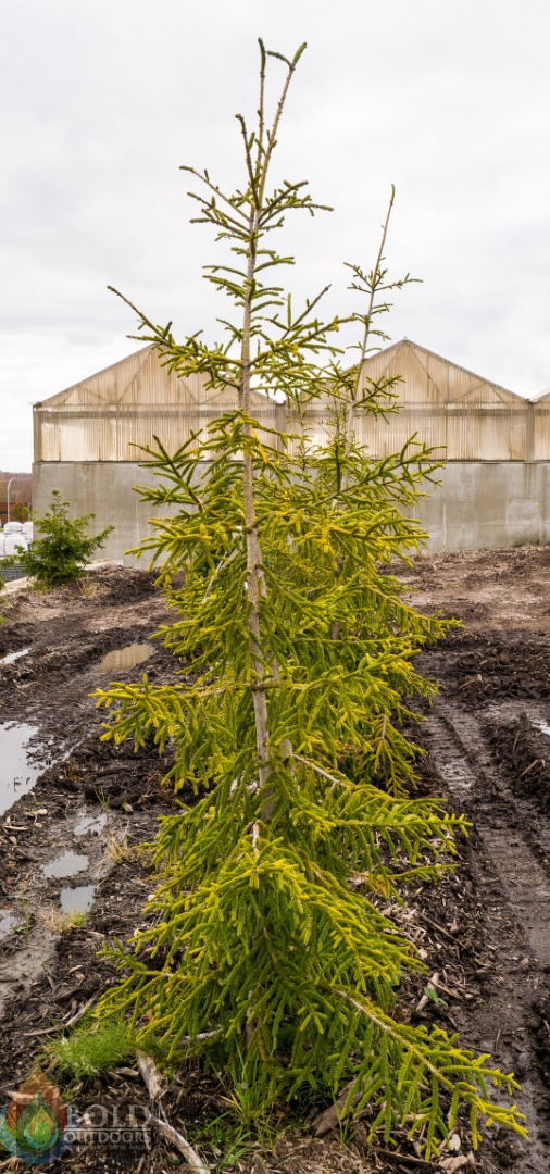 Gowdy Oriental Spruce