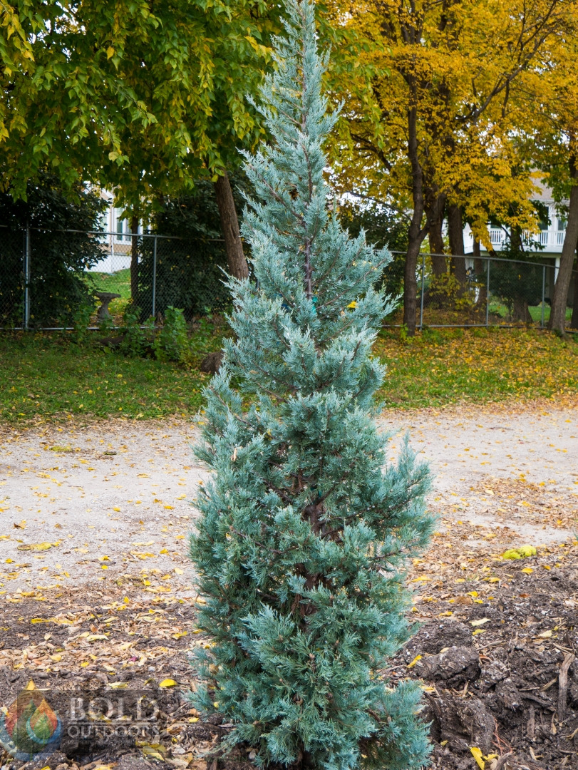 Blue Haven Juniper