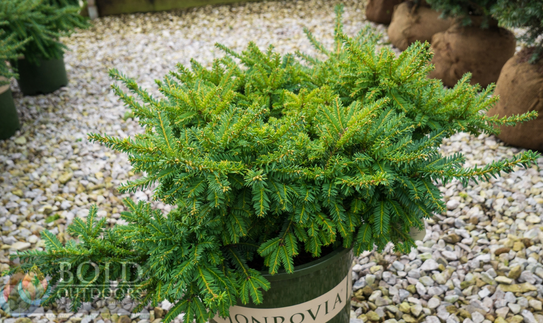 Emerald Spreader Yew