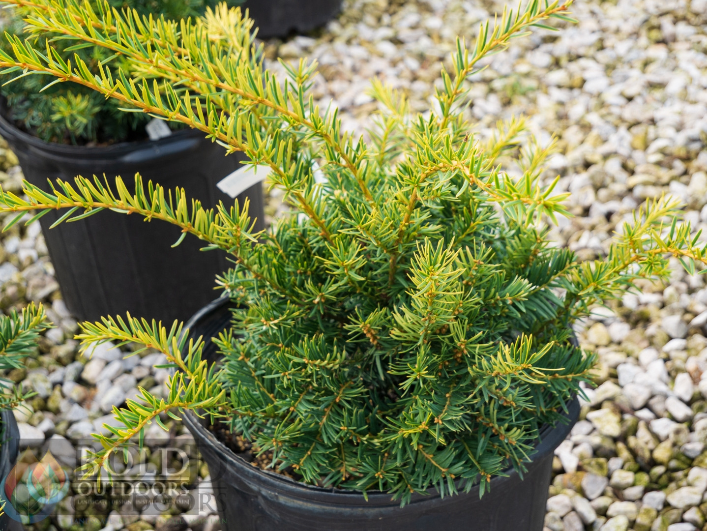Helen Corbet Yew