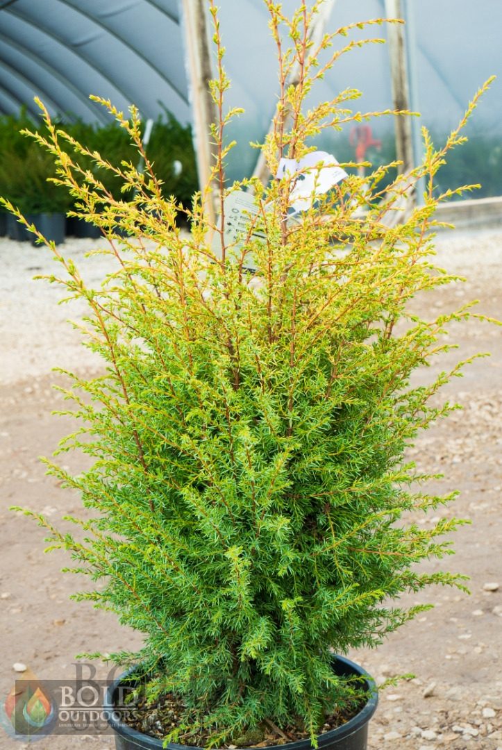 Gold Cone Juniper