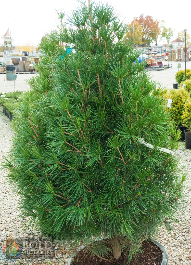 Japanese Umbrella Pine