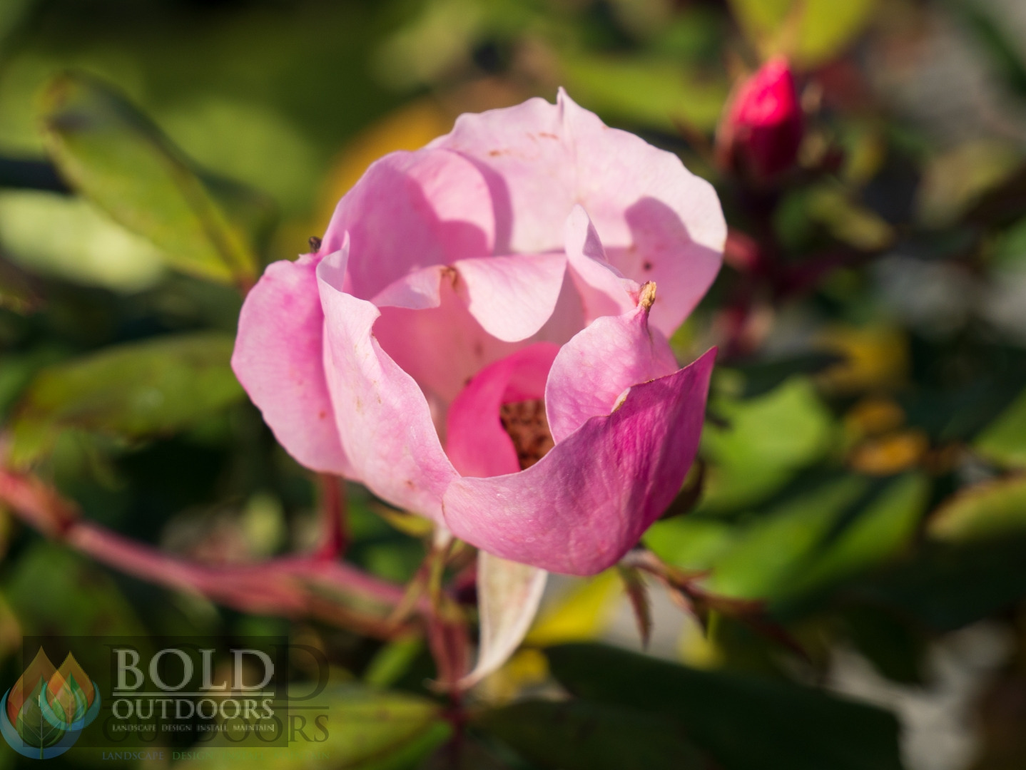 Blushing Knock Out Rose