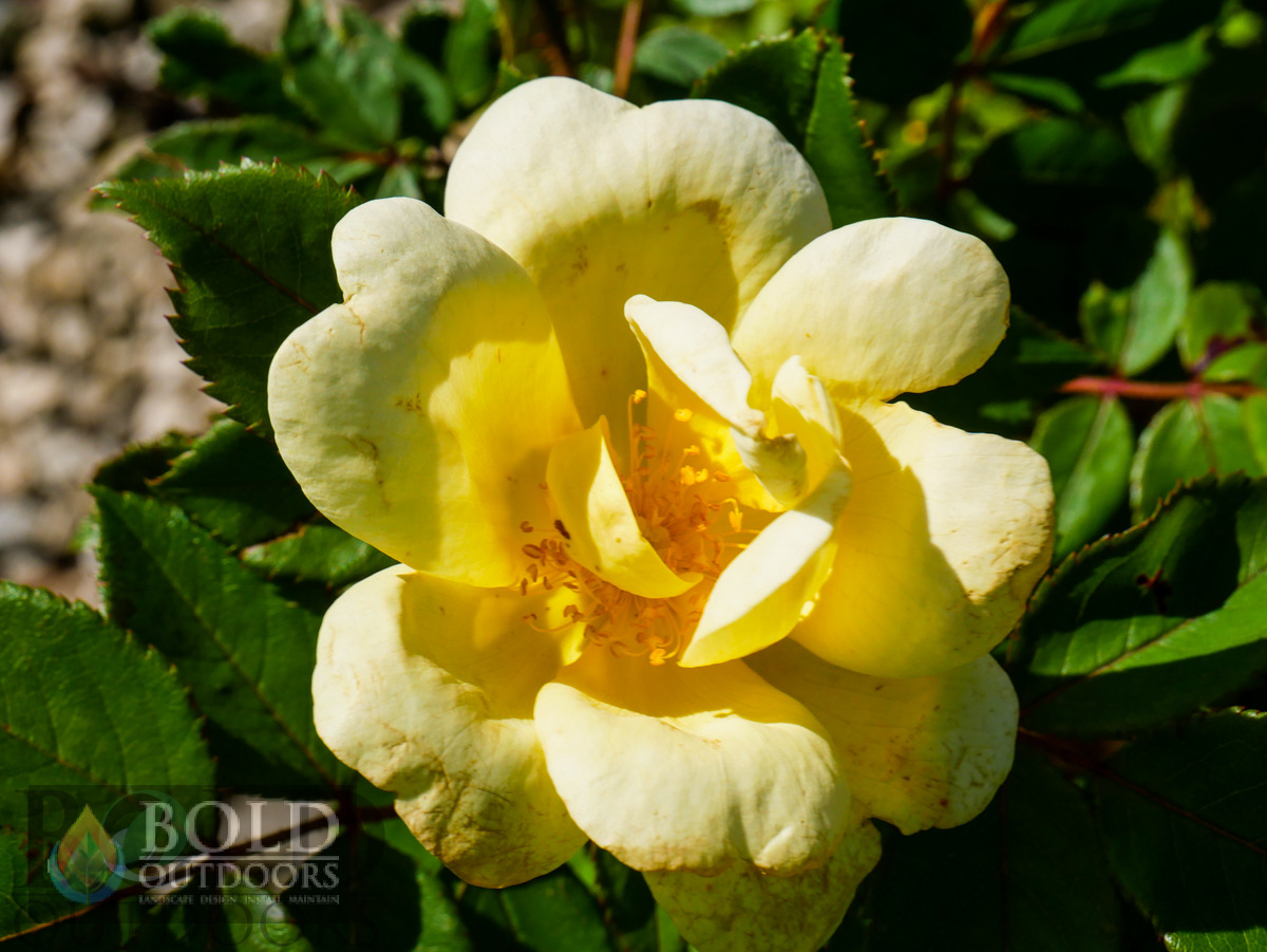 Sunny Knock Out Rose