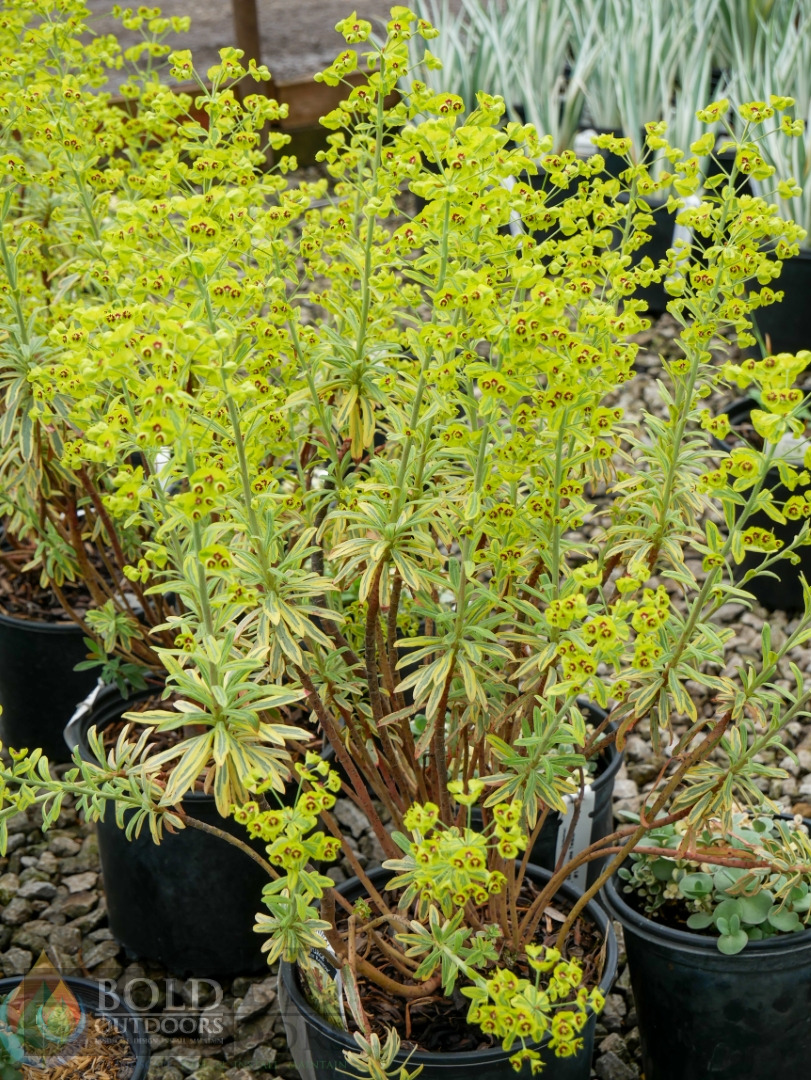 Ascot Rainbow Spurge