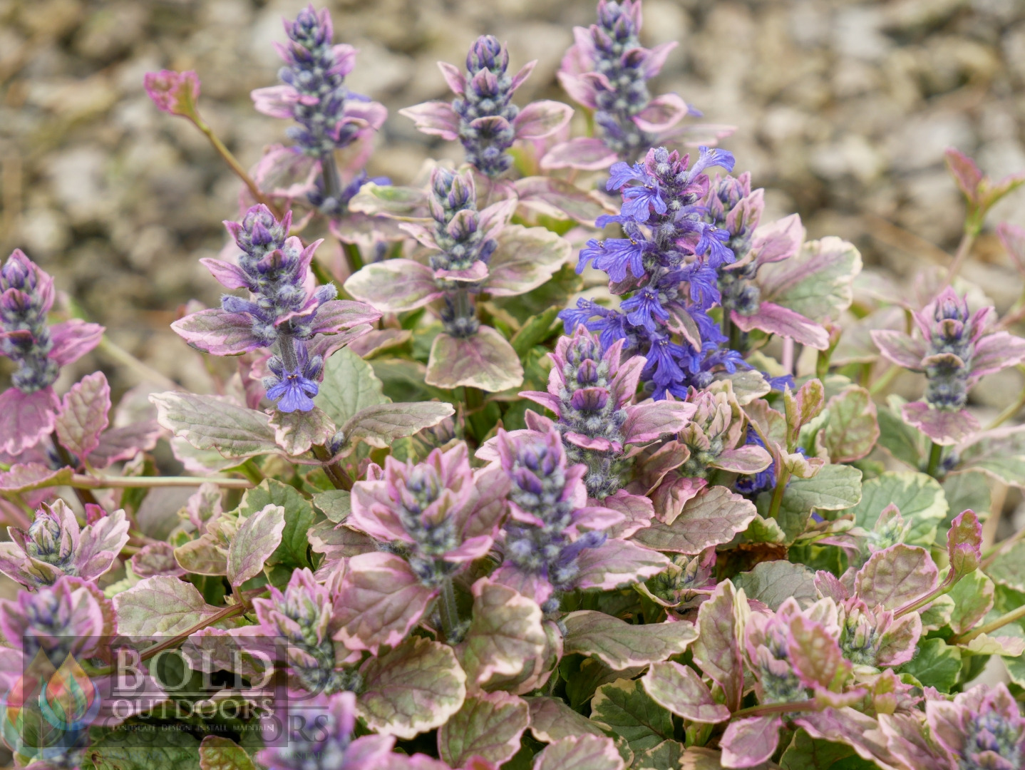 Burgundy Glow Ajuga