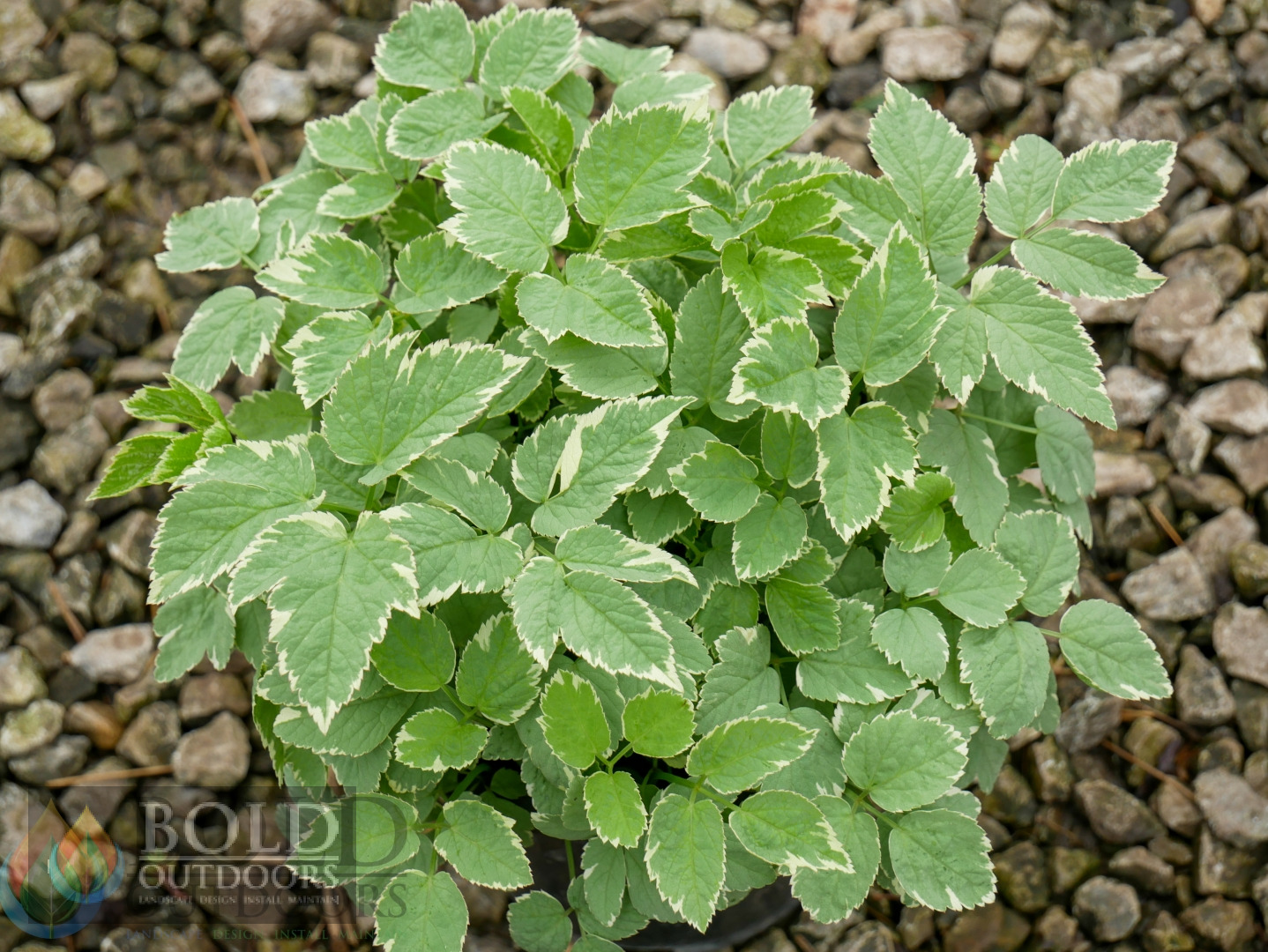 Bishop's Weed